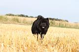 CHOW CHOW 023